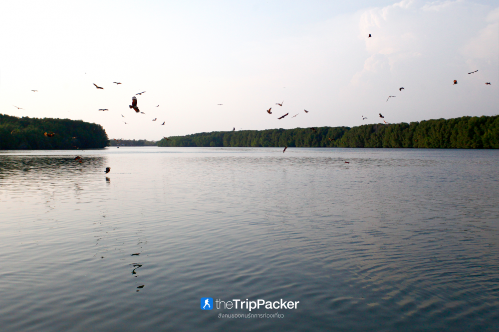 บ้านทะเลน้อย : ล่องแพ ส่องเหยี่ยว เที่ยวจนพระอาทิตย์ตก