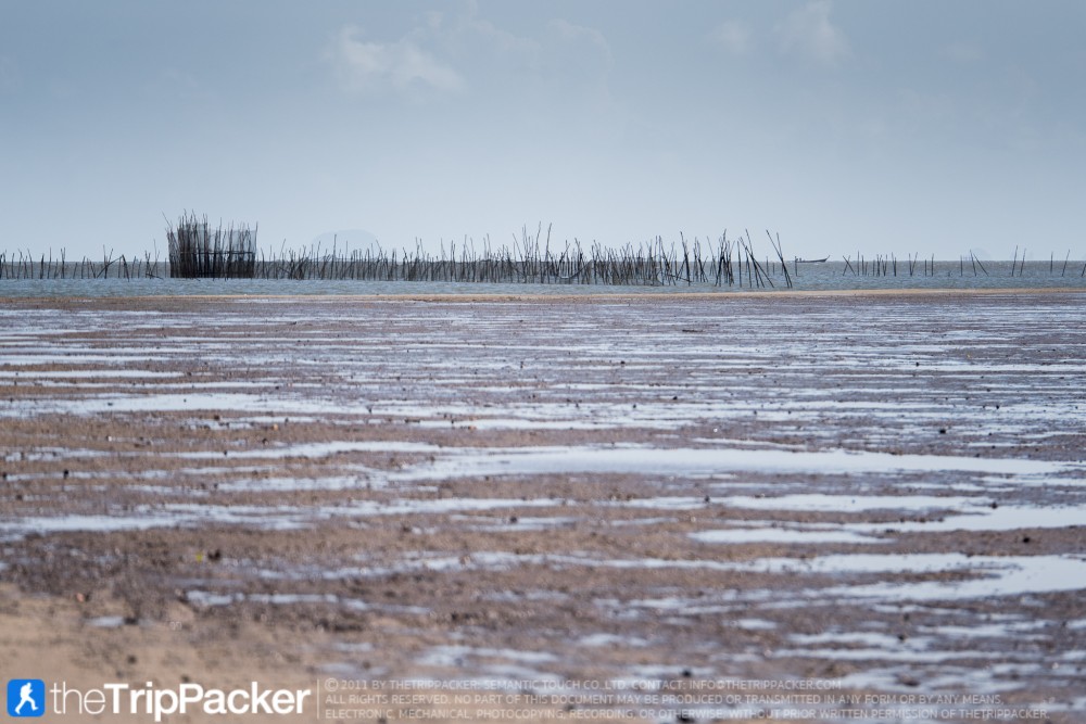 "สันหลังมังกรเหลือง" UNSEEN แห่งใหม่ของท้องทะเลตรัง