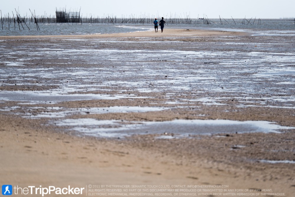 "สันหลังมังกรเหลือง" UNSEEN แห่งใหม่ของท้องทะเลตรัง