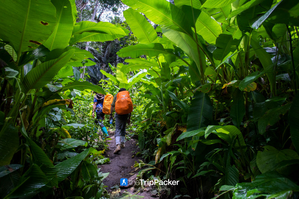 "เปรโต๊ะลอซู" หัวใจกลางผืนป่าอุ้มผาง : ราคาที่ต้องจ่ายด้วยสองเท้า