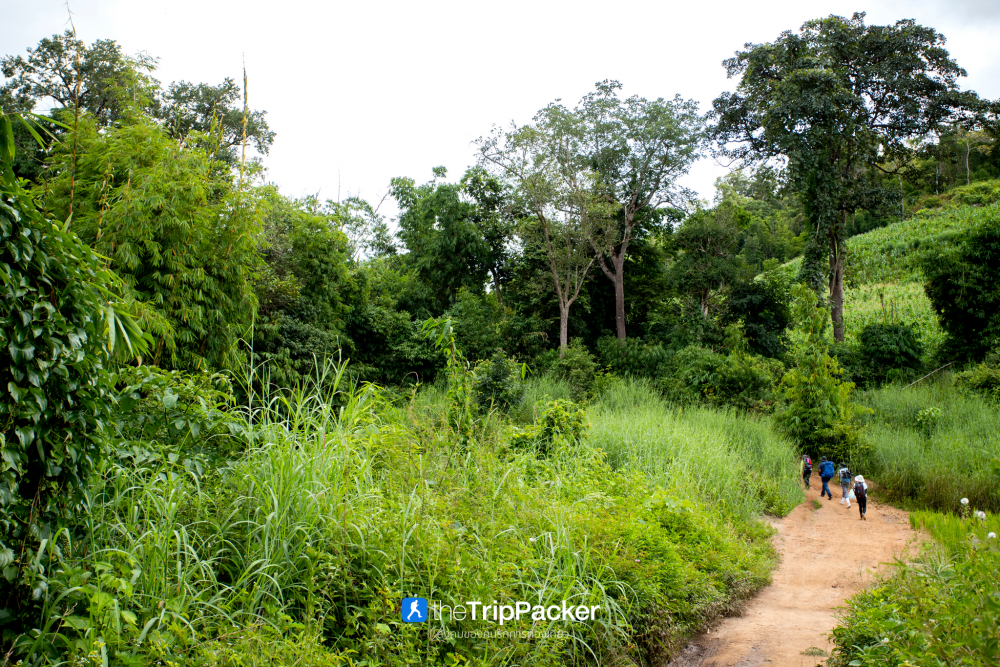 "เปรโต๊ะลอซู" หัวใจกลางผืนป่าอุ้มผาง : ราคาที่ต้องจ่ายด้วยสองเท้า