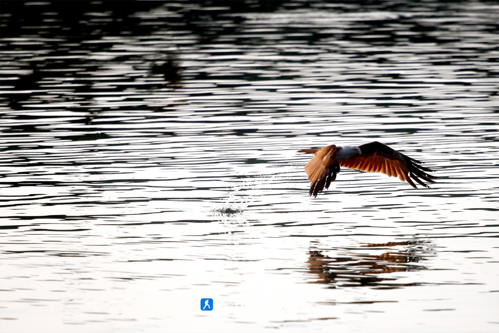 บ้านทะเลน้อย : ล่องแพ ส่องเหยี่ยว เที่ยวจนพระอาทิตย์ตก