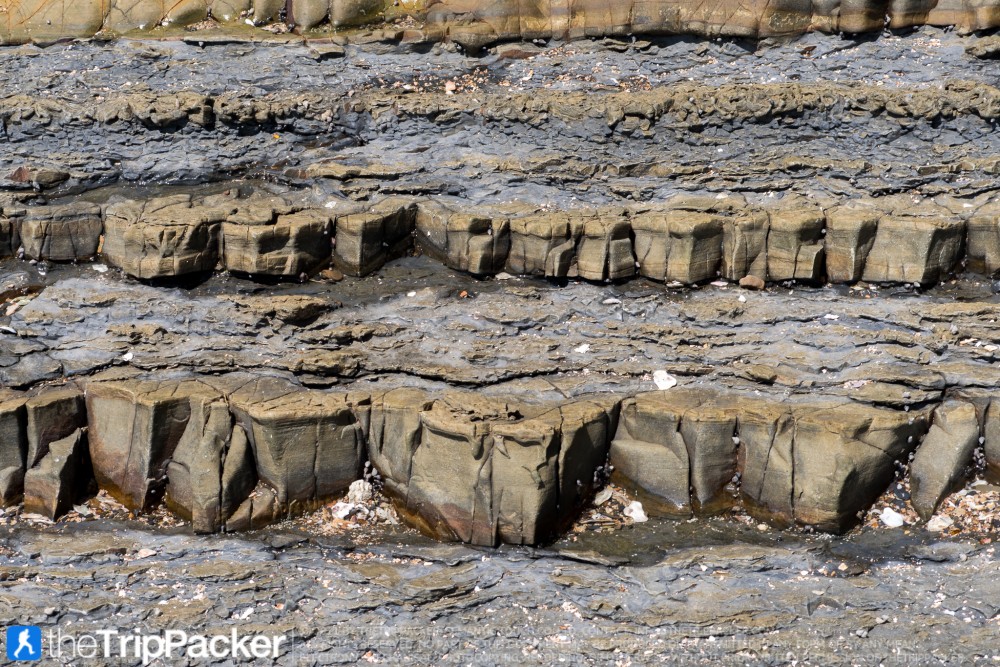 "สันหลังมังกรเหลือง" UNSEEN แห่งใหม่ของท้องทะเลตรัง