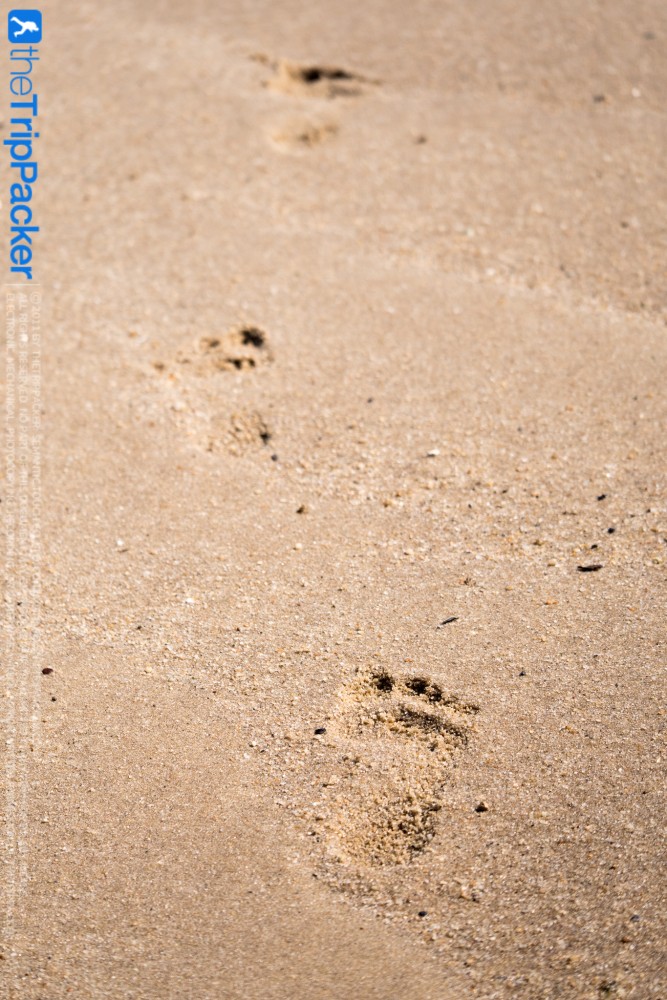 "สันหลังมังกรเหลือง" UNSEEN แห่งใหม่ของท้องทะเลตรัง