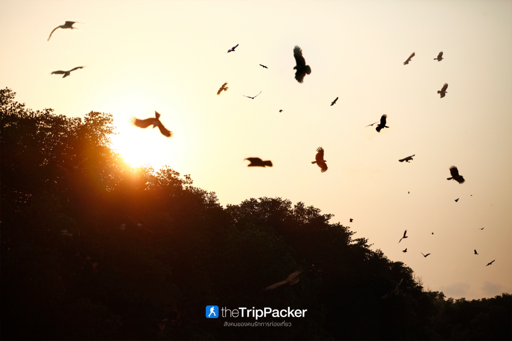 บ้านทะเลน้อย : ล่องแพ ส่องเหยี่ยว เที่ยวจนพระอาทิตย์ตก