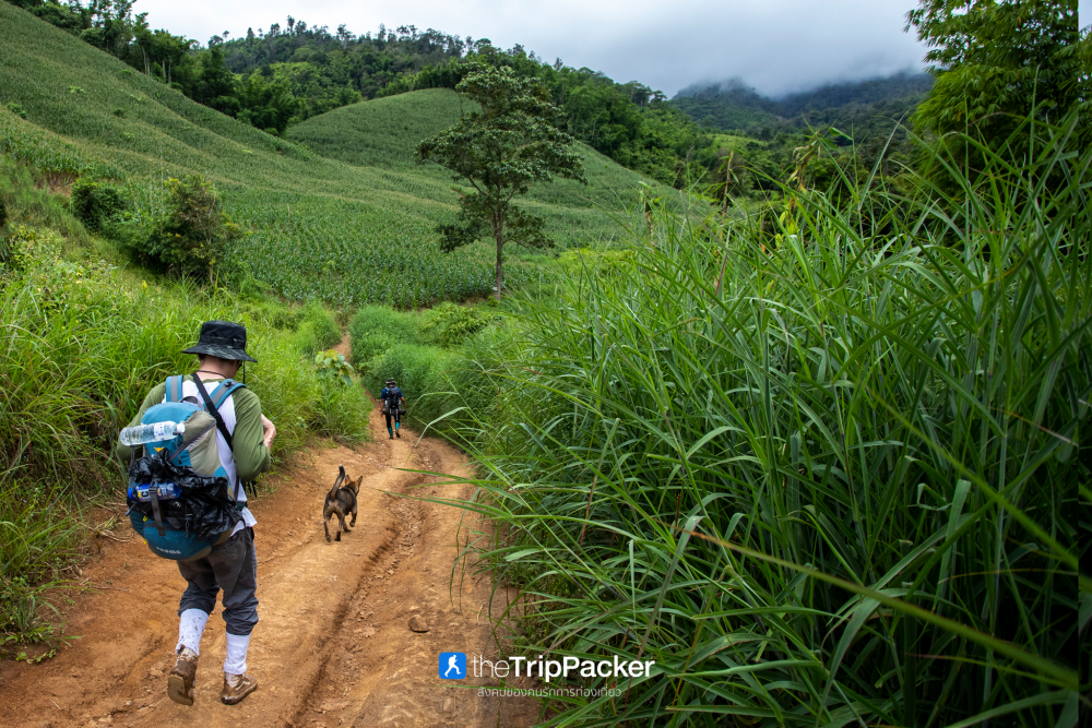 "เปรโต๊ะลอซู" หัวใจกลางผืนป่าอุ้มผาง : ราคาที่ต้องจ่ายด้วยสองเท้า