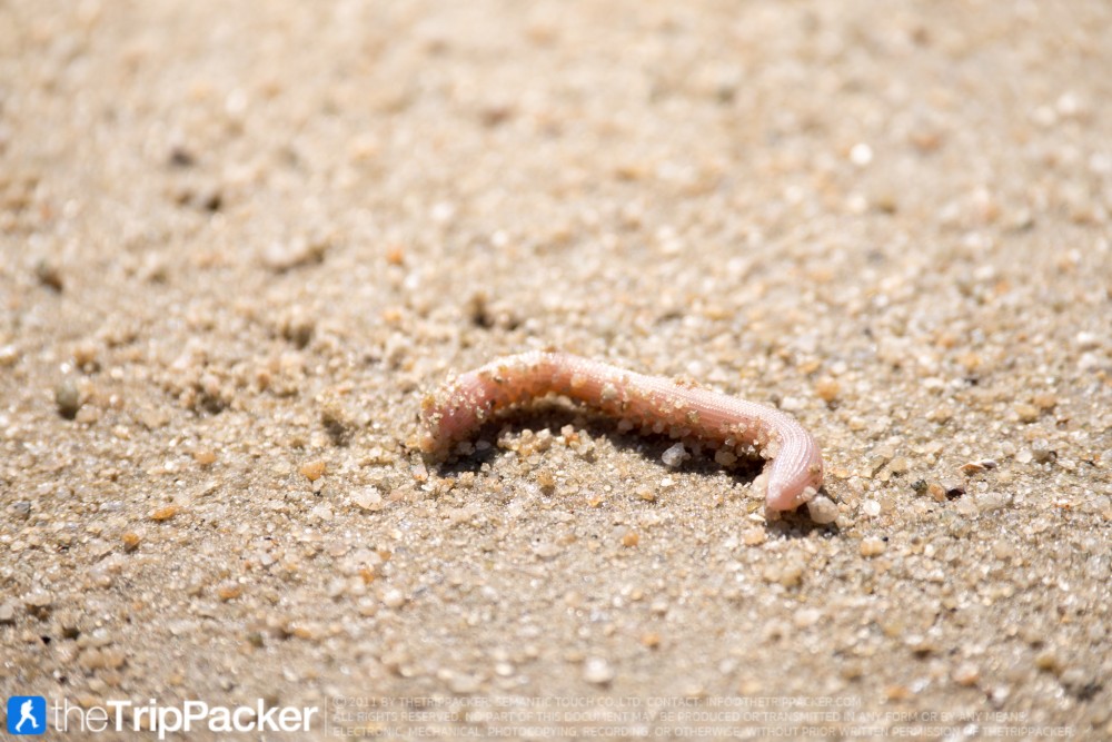 "สันหลังมังกรเหลือง" UNSEEN แห่งใหม่ของท้องทะเลตรัง