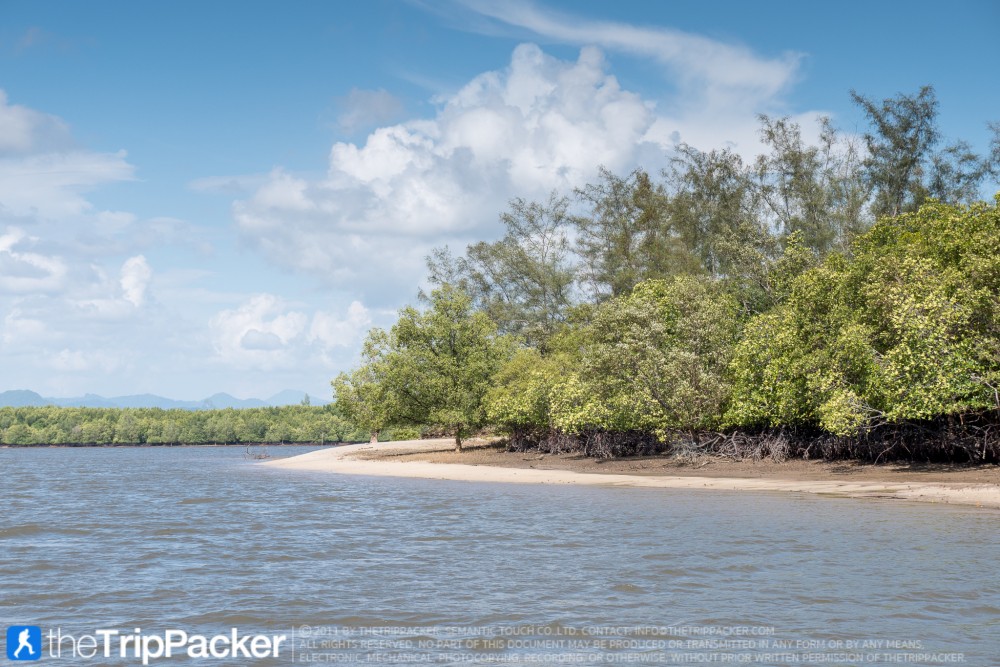 "สันหลังมังกรเหลือง" UNSEEN แห่งใหม่ของท้องทะเลตรัง