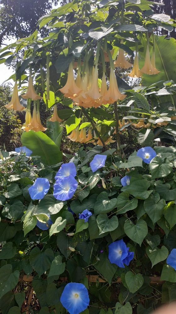 อีดอกลำโพง