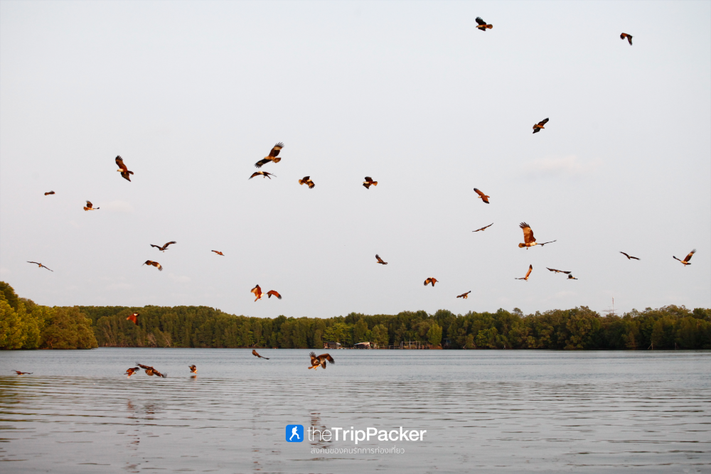 บ้านทะเลน้อย : ล่องแพ ส่องเหยี่ยว เที่ยวจนพระอาทิตย์ตก