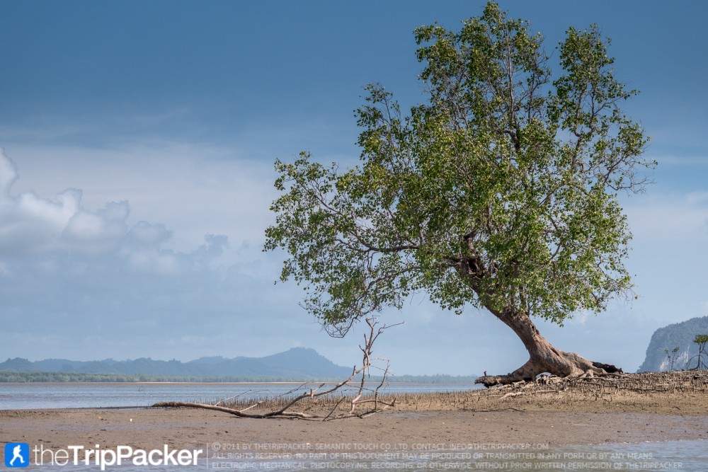 "สันหลังมังกรเหลือง" UNSEEN แห่งใหม่ของท้องทะเลตรัง