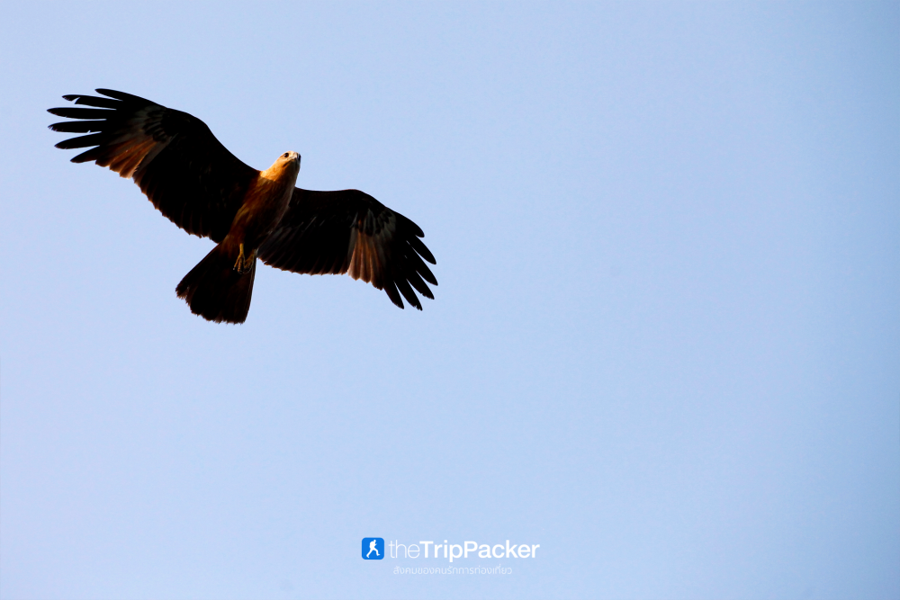 บ้านทะเลน้อย : ล่องแพ ส่องเหยี่ยว เที่ยวจนพระอาทิตย์ตก