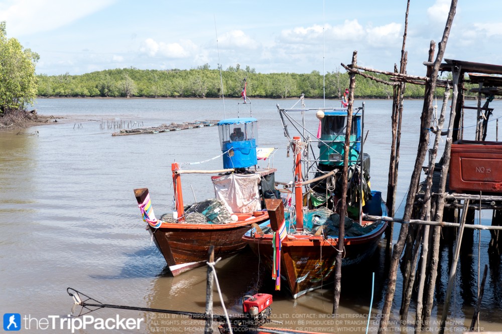 "สันหลังมังกรเหลือง" UNSEEN แห่งใหม่ของท้องทะเลตรัง