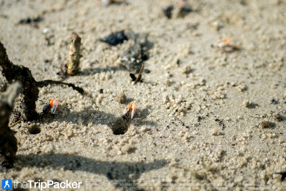 "สันหลังมังกรเหลือง" UNSEEN แห่งใหม่ของท้องทะเลตรัง