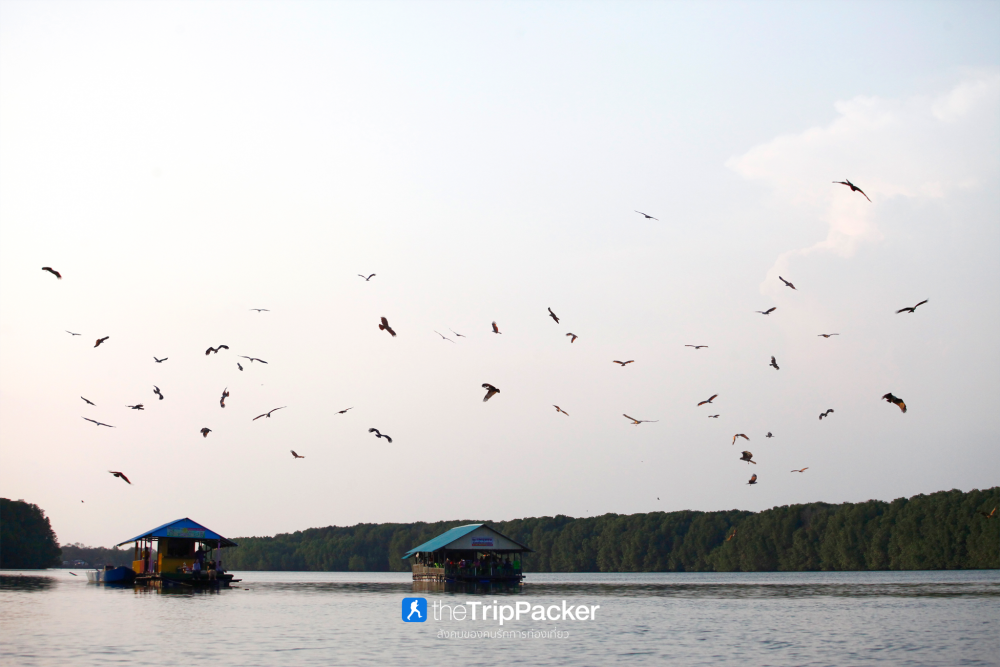 บ้านทะเลน้อย : ล่องแพ ส่องเหยี่ยว เที่ยวจนพระอาทิตย์ตก