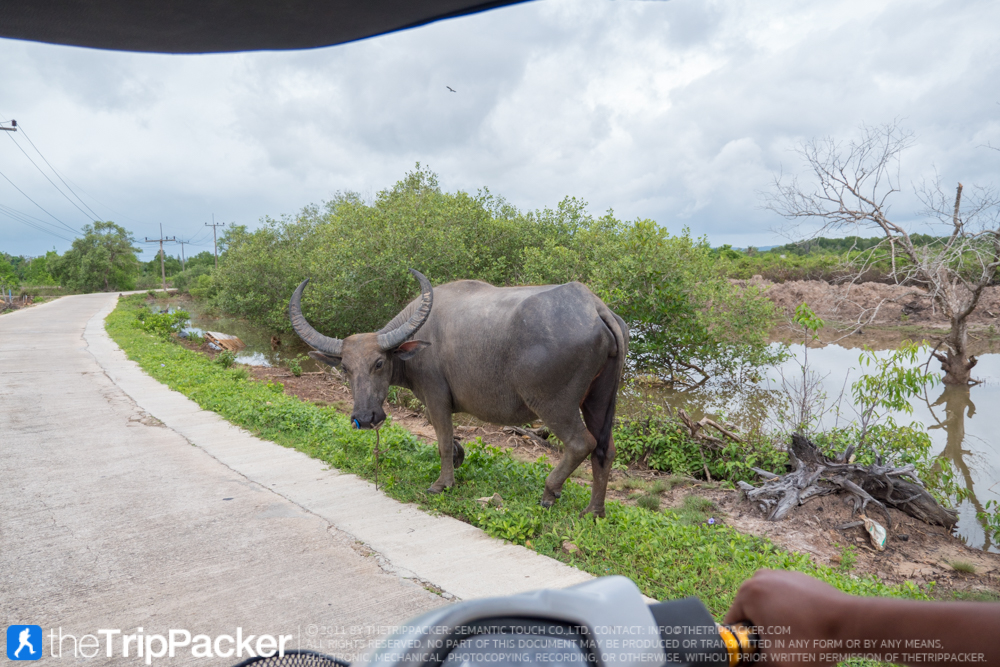 "ชุมชนเกาะกลาง" สัมผัสวิถีชาวเลเมืองกระบี่ กับ 3 สิ่งที่มาแล้ว...ต้องห้ามพลาด!