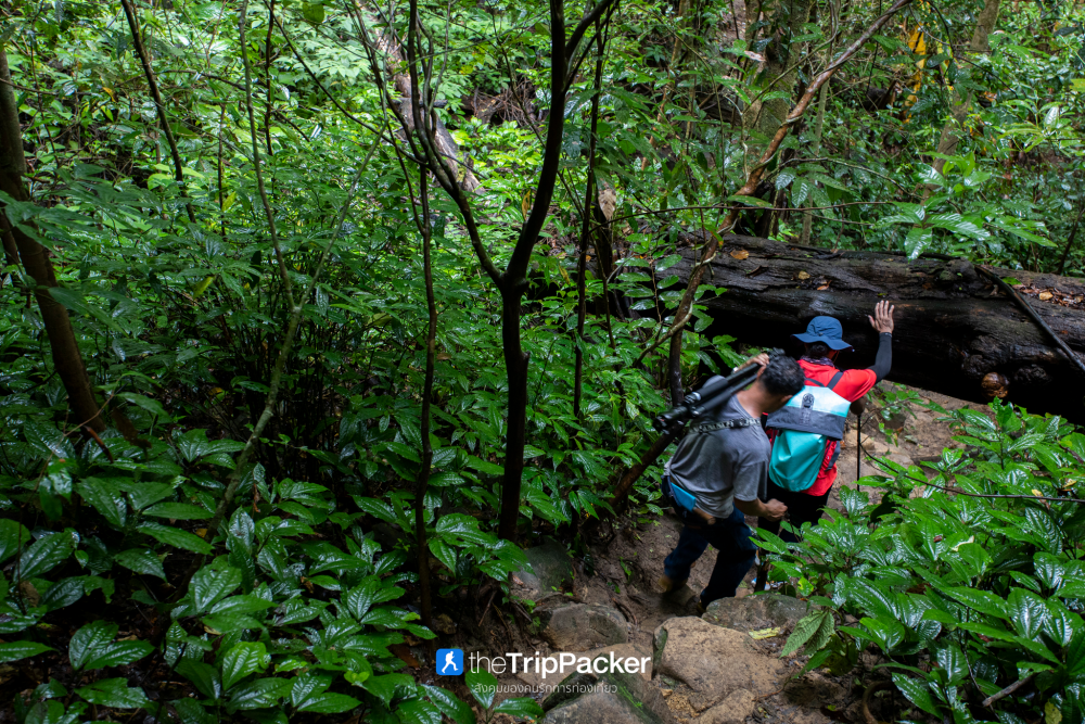 "เปรโต๊ะลอซู" หัวใจกลางผืนป่าอุ้มผาง : ราคาที่ต้องจ่ายด้วยสองเท้า