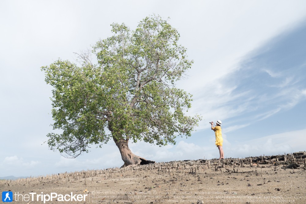 "สันหลังมังกรเหลือง" UNSEEN แห่งใหม่ของท้องทะเลตรัง