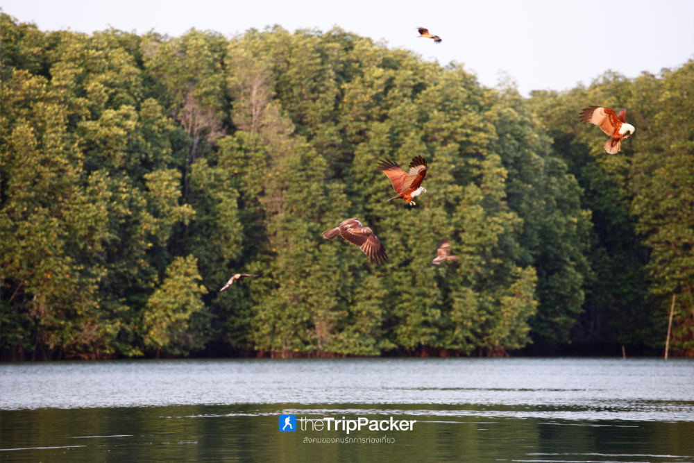 บ้านทะเลน้อย : ล่องแพ ส่องเหยี่ยว เที่ยวจนพระอาทิตย์ตก