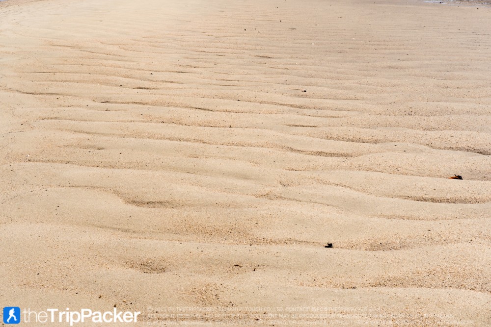 "สันหลังมังกรเหลือง" UNSEEN แห่งใหม่ของท้องทะเลตรัง