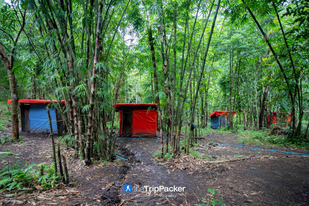 "เปรโต๊ะลอซู" หัวใจกลางผืนป่าอุ้มผาง : ราคาที่ต้องจ่ายด้วยสองเท้า