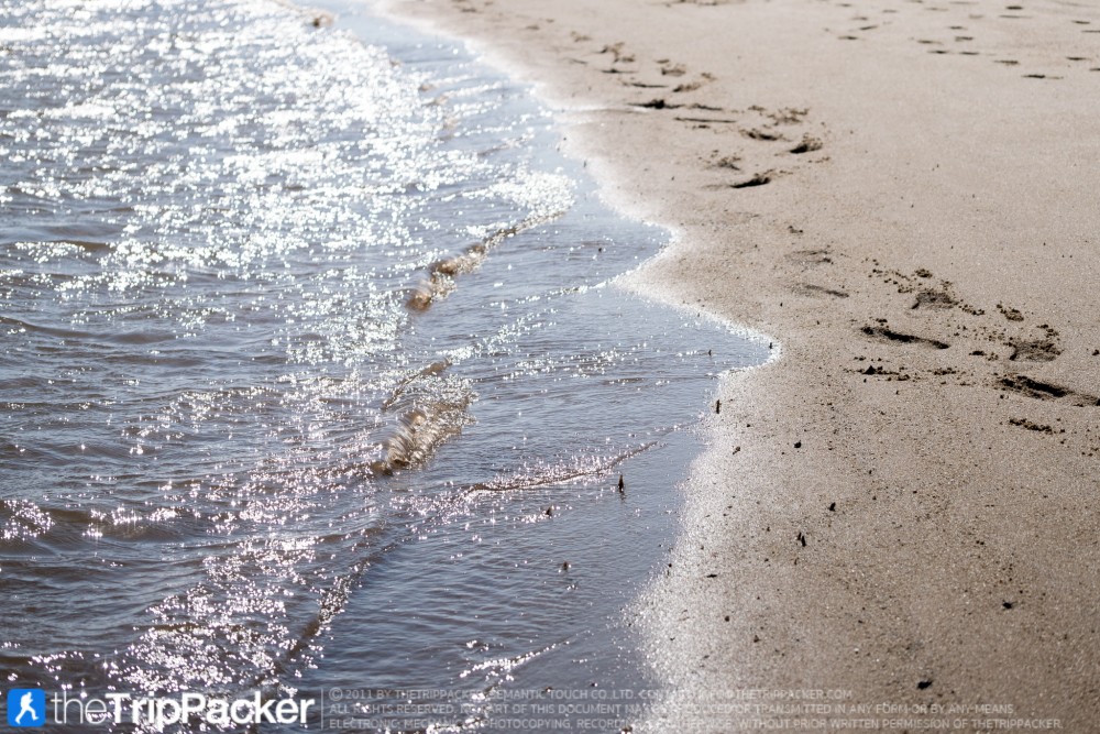 "สันหลังมังกรเหลือง" UNSEEN แห่งใหม่ของท้องทะเลตรัง