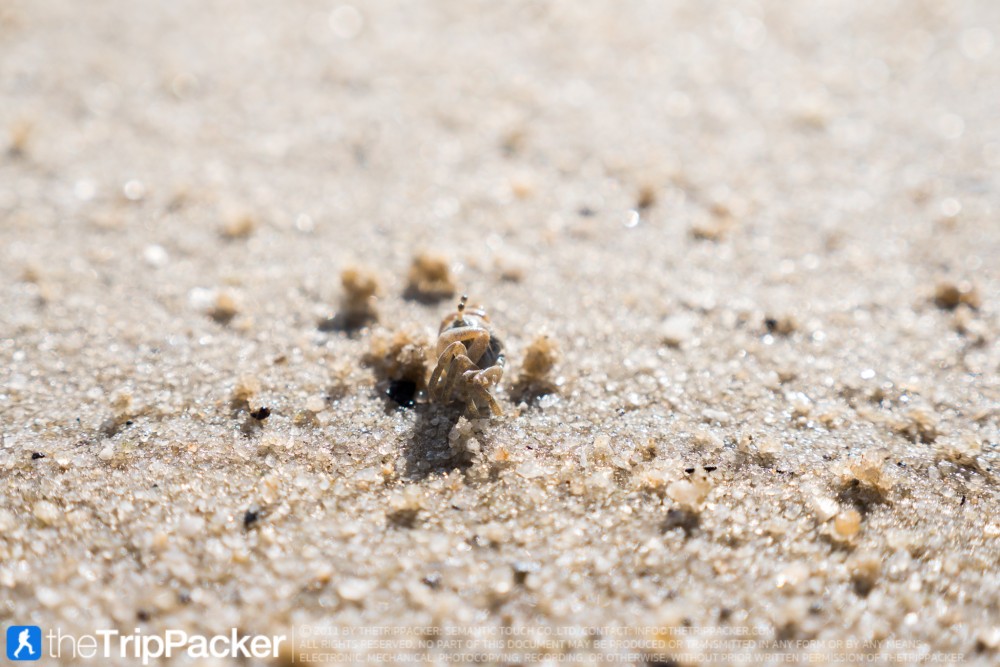 "สันหลังมังกรเหลือง" UNSEEN แห่งใหม่ของท้องทะเลตรัง