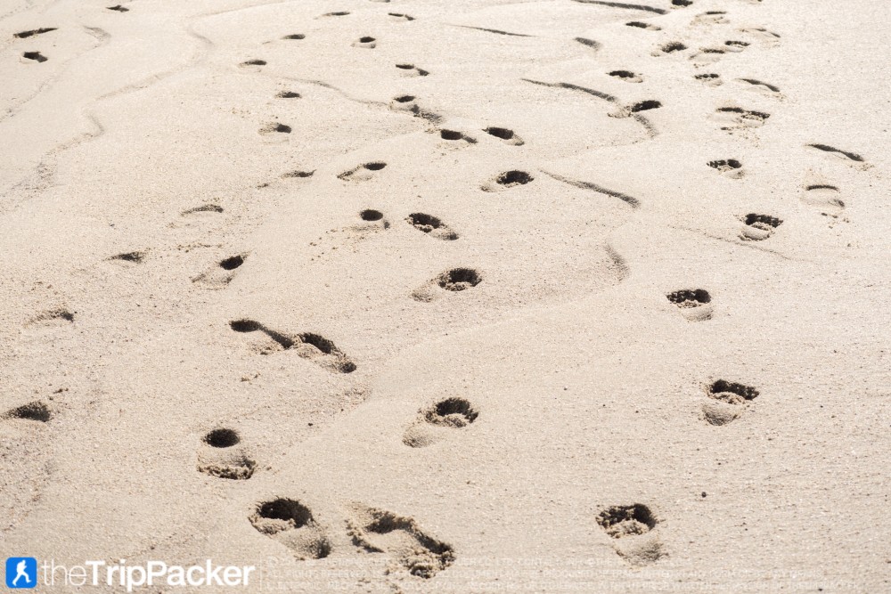 "สันหลังมังกรเหลือง" UNSEEN แห่งใหม่ของท้องทะเลตรัง