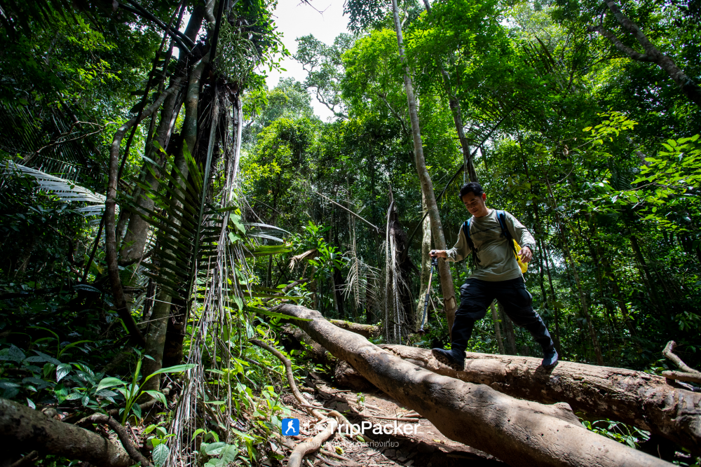 "เปรโต๊ะลอซู" หัวใจกลางผืนป่าอุ้มผาง : ราคาที่ต้องจ่ายด้วยสองเท้า